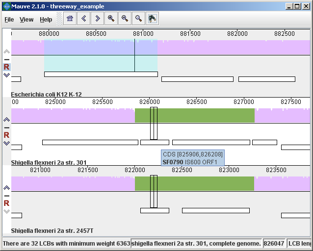 A gene encoding a penicillin binding protein has been pseudogenized in Shigella flexneri